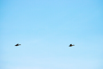 Fototapeta premium Zwei Vögel im Flug vor ruhigem Himmel als Symbol für Freiheit