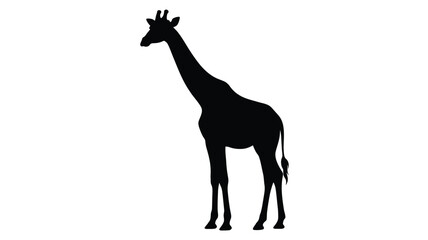Fototapeta premium Giraffe Silhouette Against A White Background Animal Shape Silhouette
