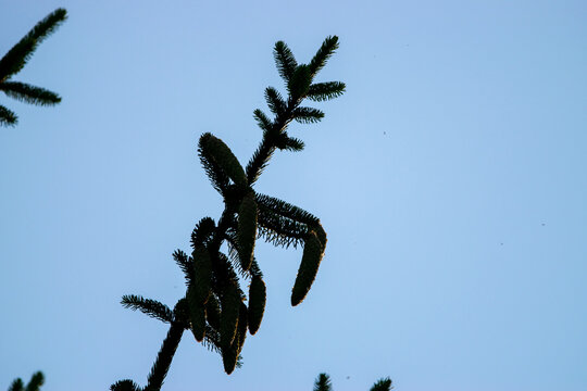 Silhouette von Fichtenzweigen mit Zapfen vor hellem Himmel