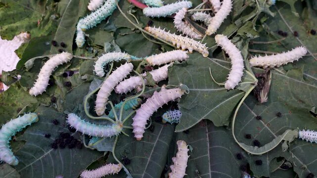Insect that produces silks. Silkworm farming being reared indoor in local rural way of Thailand. Samia cynthia larvae - Many Eri Silk worms are eating cassava leaves on threshing basket.