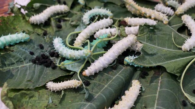 Insect that produces silks. Silkworm farming being reared indoor in local rural way of Thailand. Samia cynthia larvae - Many Eri Silk worms are eating cassava leaves on threshing basket.