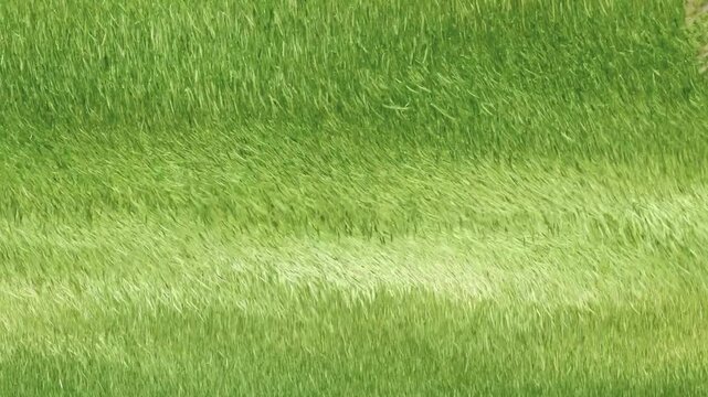 Lush green grass blowing in the wind, creating beautiful wave patterns across the field. Nature background
