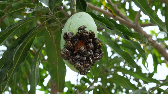 Protaetia niveoguttata. A swarm of Yellow&ndash;spotted flower beetles are eating ripe mangoes on tree and mating.