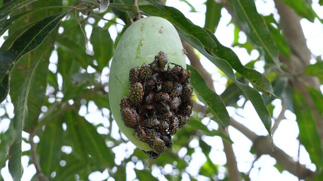 Protaetia niveoguttata. A swarm of Yellow&ndash;spotted flower beetles are eating ripe mangoes on tree and mating.