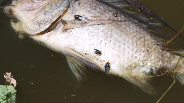 Dead Nile tilapia fish floating bloated and rotting in polluted water with maggots and swarms of flies Blue bottle fly and Housefly buzzing around.