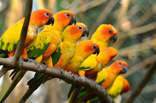 Flock of sun conure parrots perched together on tree branches with birds together bird watching colorful fea