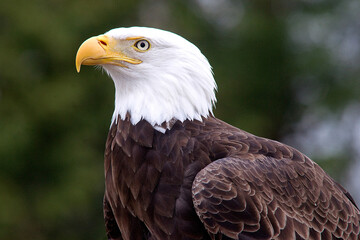 Fototapeta premium Bald eagle head portrait showing iconic white head and yellow beak with wildlife predator portrait majestic
