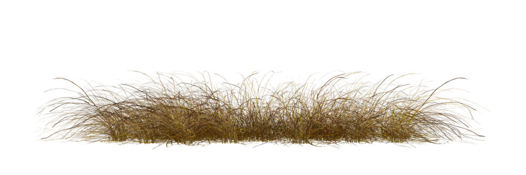 grass on white background