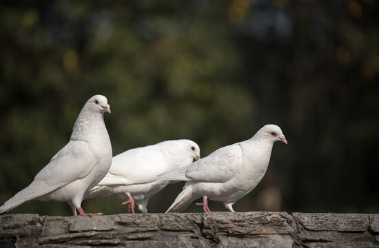 Group of white homing pigeons perched on stone ledge with wildlife feathers domesticated standing daylight
