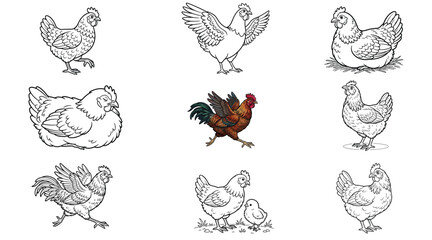 Chicken and rooster vector set. Collection of cute line art and colored poultry characters in various poses—walking, flapping wings, sitting on nest, running, and a hen with a baby chick. Isolated. © idrus