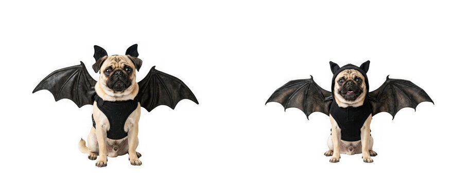 Two pugs dressed in bat costumes isolated on transparent background