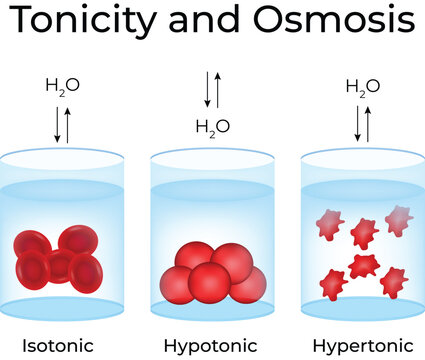 Tonicity and Osmosis Diagram with Red Blood Cells