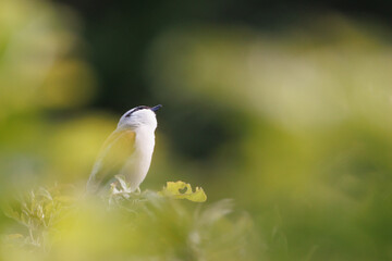 white tailed tit © Sabine