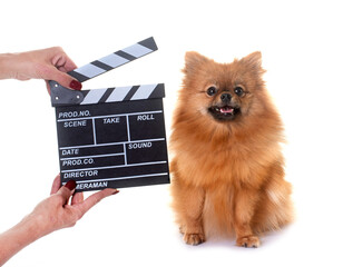 Obraz premium pomeranian and movie clapper