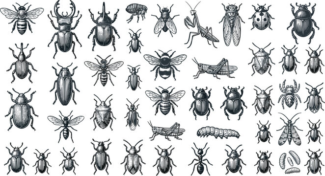 Vintage Detailed Insect and Beetle Vector Engraving Collection Featuring Bees Ants Spiders Mantis Grasshoppers and Bugs for Retro Biological Illustrations