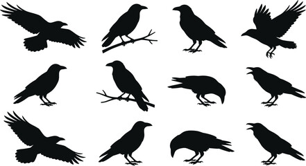 Black Crow and Raven Silhouette Vector Set Featuring Wild Birds Flying Sitting on Branches and Croaking for Halloween Spooky and Nature Graphic Designs © Sultana