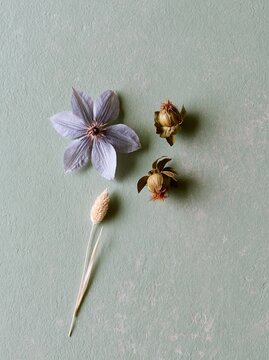 Minimal blue clematis flower and dried botanical pods on a sage green textured surface with copy space for calm branding and design