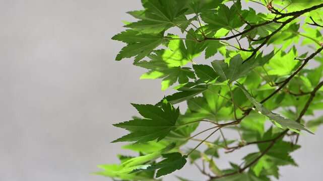白い背景の新緑の青紅葉