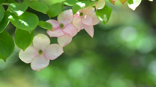 ハナミズキの花と鮮やかな緑の葉