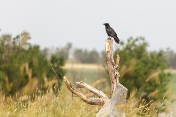 Obraz premium Black bird perches atop weathered tree stump