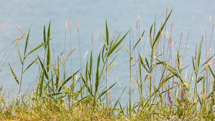 Obraz premium Tall grasses sway gently in the breeze. Blurred water forms the soft, distant background.