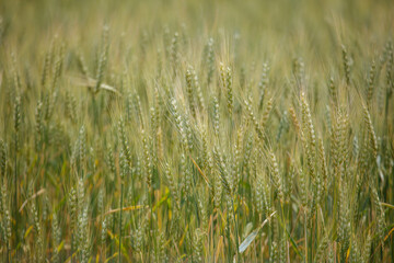 Fototapeta premium Golden wheat stalks sway gently in a sunlit field