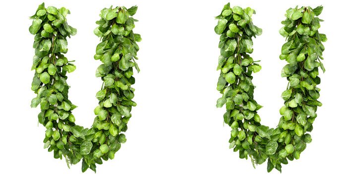 Letter u shaped green foliage design isolated on white background high resolution nature alphabet element for floral compositions art.