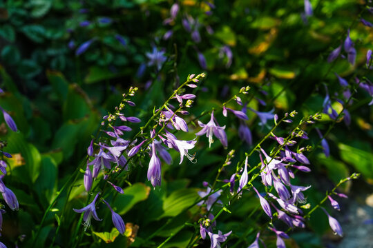 Purple hosta flowers blooming in a garden.