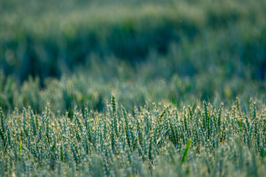 Unreifer Weizen im Sonnenlicht auf einem landwirtschaftlichen Feld