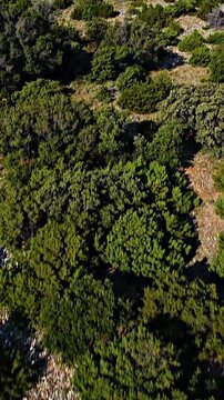 Aerial tilt up revealing of Mandre town at the sea