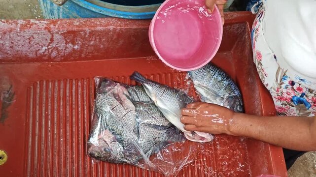 Close up of hands washing fresh tilapia fish in a traditional concrete sink