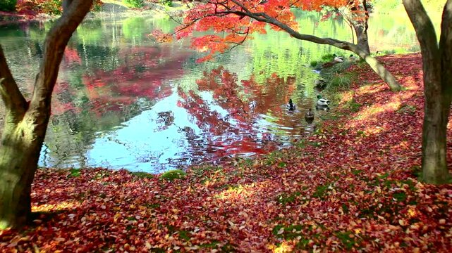公園の紅葉と池の水鳥