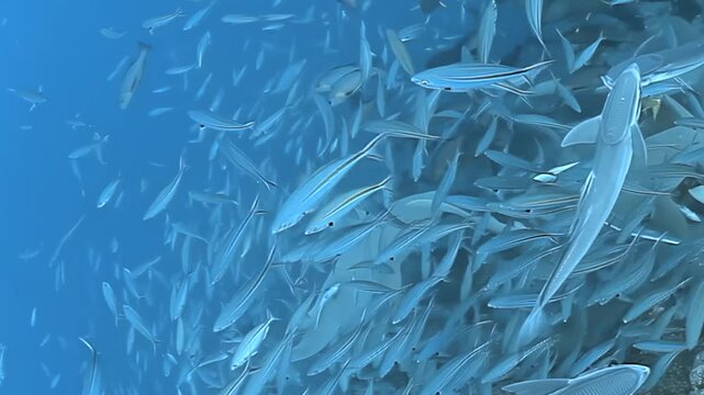 Witness a majestic nurse shark gracefully navigating a vibrant, swirling school of fish in the crystal blue waters of Fiji. Remora fish hitch a ride, creating a stunning underwater spectacle.