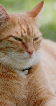 Portrait of ginger cat resting on green grass in sunlight, adorable pet