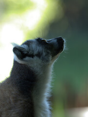 Obraz premium Profile view of a ring-tailed lemur looking up in a zoo