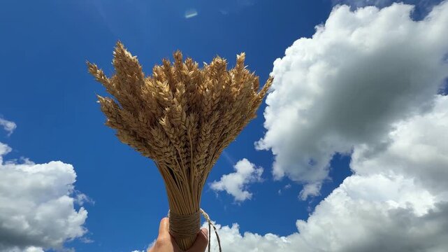 A bouquet of golden wheat stalks in the hand, against a blue sky with white clouds