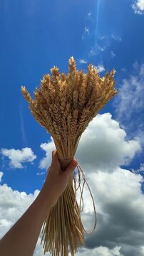 A bouquet of golden wheat stalks in the hand, against a blue sky with white clouds