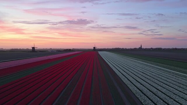 Aerial view of dutch tulip fields and windmills at sunset