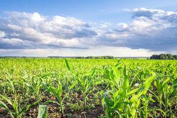 Naklejka premium Vibrant green corn plants stretch across the field