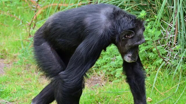 Adult chimpanzee walking in its natural habitat.