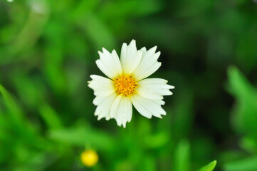 Fototapeta premium Coreopsis Uptick Cream or coreopsis, Coreopsis Tinctoria or Coreopsis tinctoria Nana or daisy or white flower