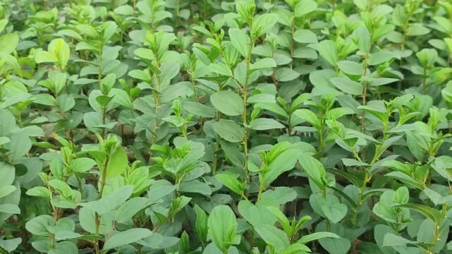 Ziziphus jujuba jujube plant grows with healthy green foliage in a natural landscape.