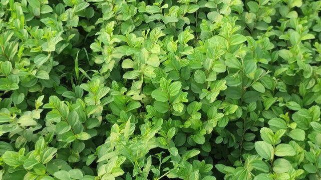 Ziziphus jujuba jujube plant flourishes with vibrant green foliage in a peaceful outdoor setting.