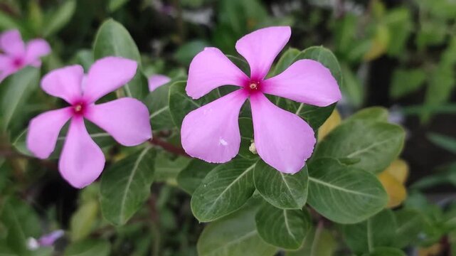 Catharanthus roseus Madagascar periwinkle flower displays delicate pink petals in a lush garden setting.