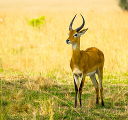 Young antelope standing in tall grass in african savannah with antelope wildlife savannah wilderness ©  SobuzForge