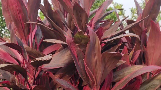 Cordyline fruticosa Ti plant features vibrant tropical foliage growing in a lush garden landscape.
