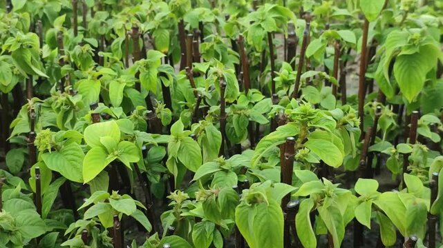 Cornus florida flowering dogwood plant grows with elegant foliage in a peaceful natural landscape.