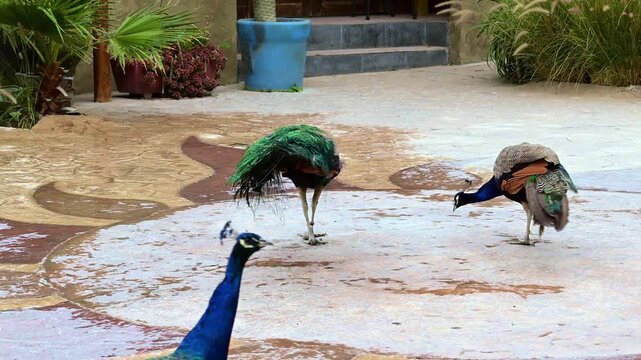 pair of male peacocks walking together.