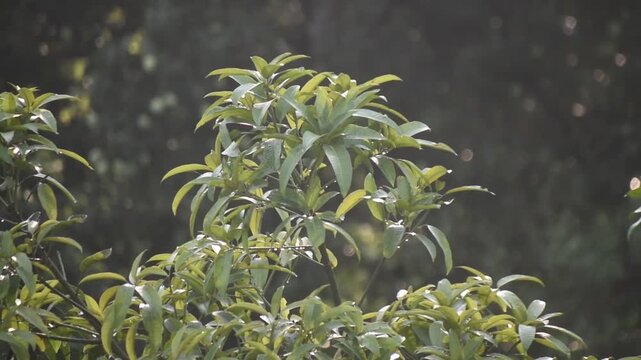 Mangifera indica mango tree foliage glows with sunlight and fresh dew in a tranquil garden.