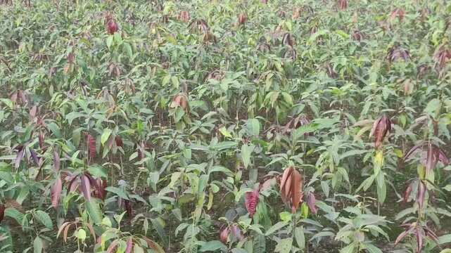 Mangifera indica mango tree saplings show healthy new growth in a reforestation nursery.